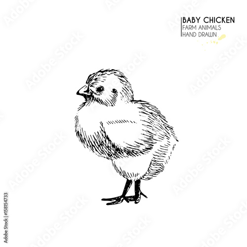 Vector hand drawn set of farm animals. Isolated baby chicken. Engraved art. Organic sketched farming birds.