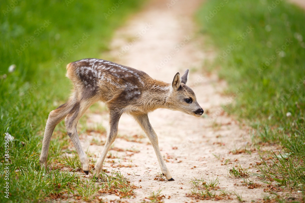 Young wild roe deer in grass, Capreolus capreolus. New born roe deer, wild spring nature. Young wild roe deer in grass, Capreolus capreolus. New born roe deer, wild spring nature.