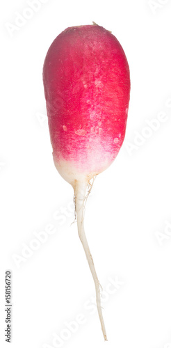 long red radish on white
