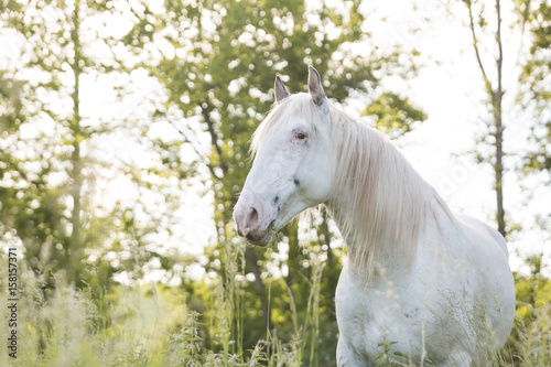 Fototapeta Naklejka Na Ścianę i Meble -  weißes Pferd