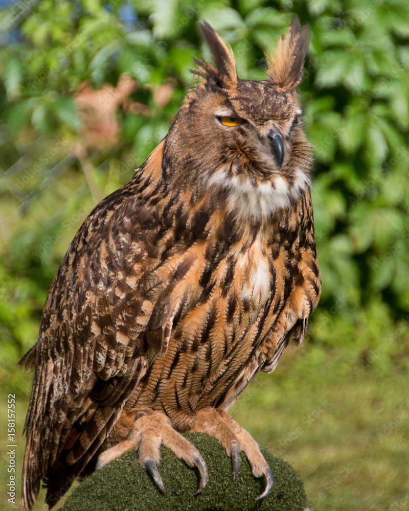 Obraz premium eurasian eagle owl