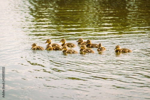 Ducklings in water © disq