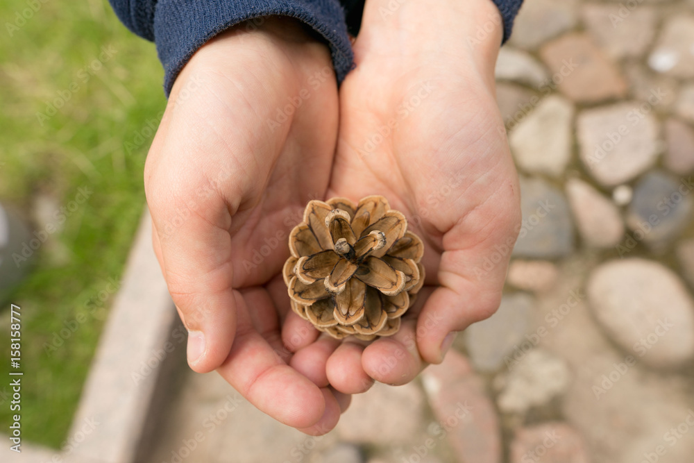Cedar cone in children's palms. Protection pirogens Cedar cone in children's palms. Protection pirogens