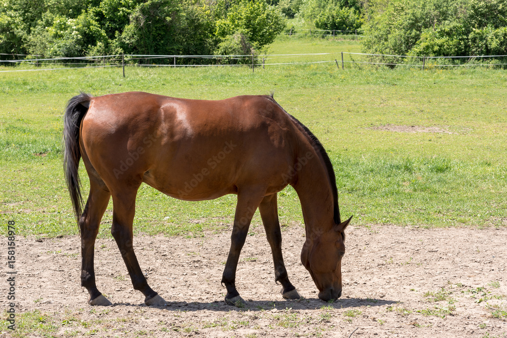 Beautiful Brown Horse Grazing on Farm in Nature Beautiful Brown Horse Grazing on Farm in Nature