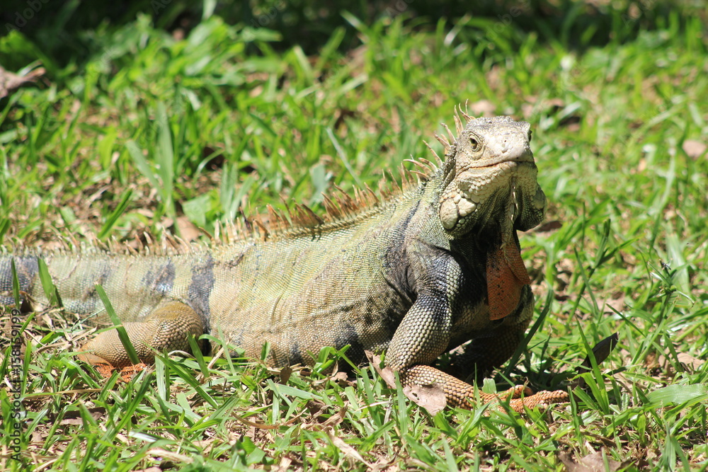 Iguana caminando en el bosque Iguana caminando en el bosque