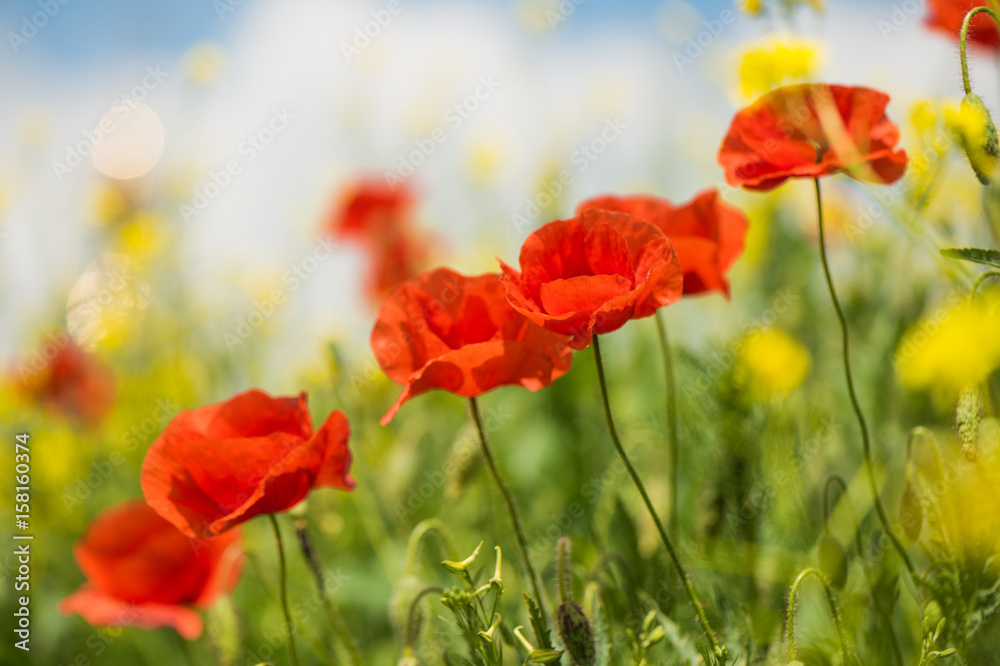 Fototapeta premium wild summer meadow poppies 