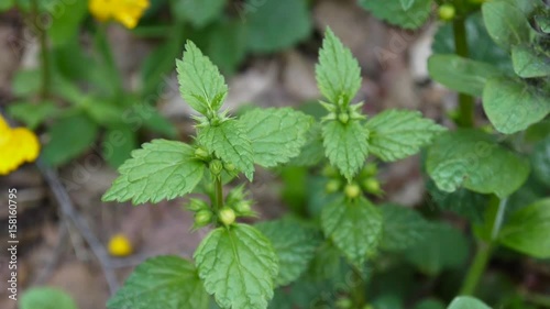 Wallpaper Mural Yellow Deadnettle, Lamium Galeobdolon, in the forest. Shooting close up, static camera. Torontodigital.ca