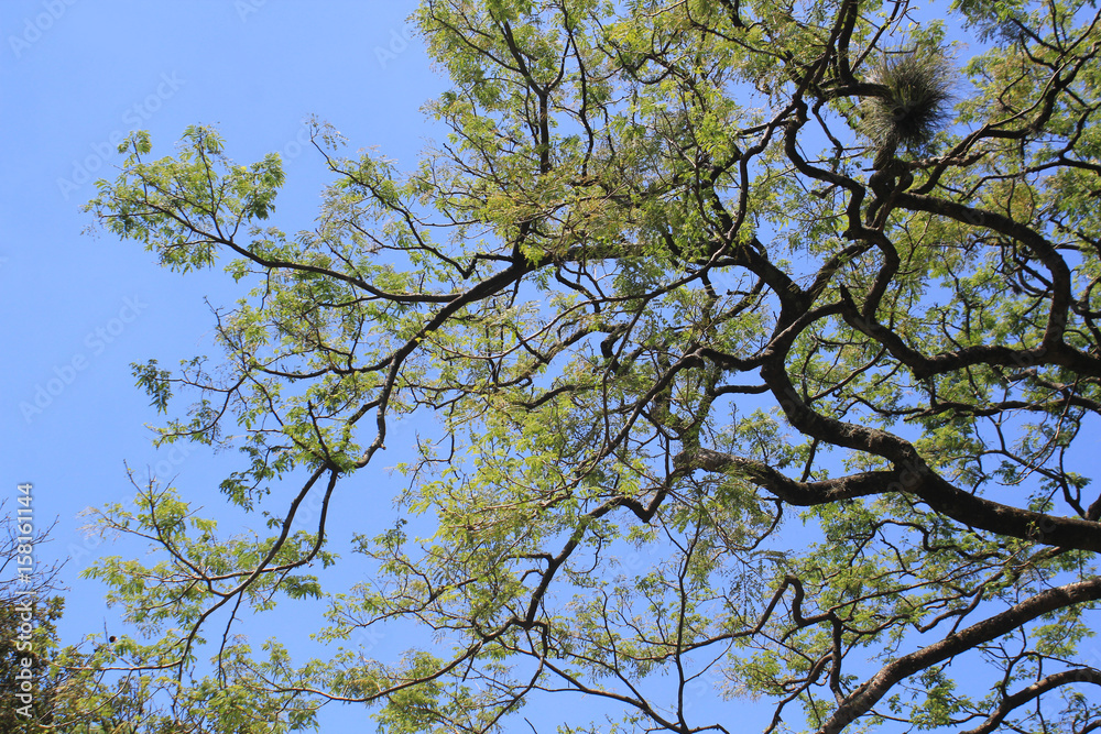 Bosque con firmamento azul Bosque con firmamento azul