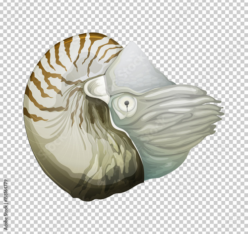 Sea nautilus on transparent background