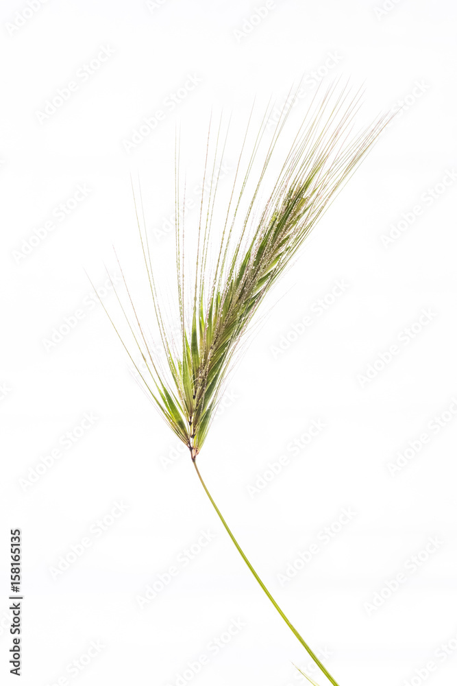 épillet tige graminée herbe piquant fleur flore printemps allergie pique épillet tige graminée herbe piquant fleur flore printemps allergie pique