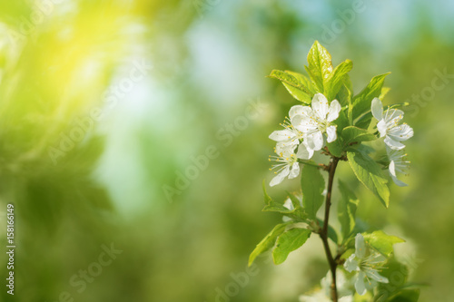blooming cherry branch on a beautiful background with sun light.