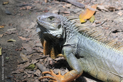 Iguana caminando