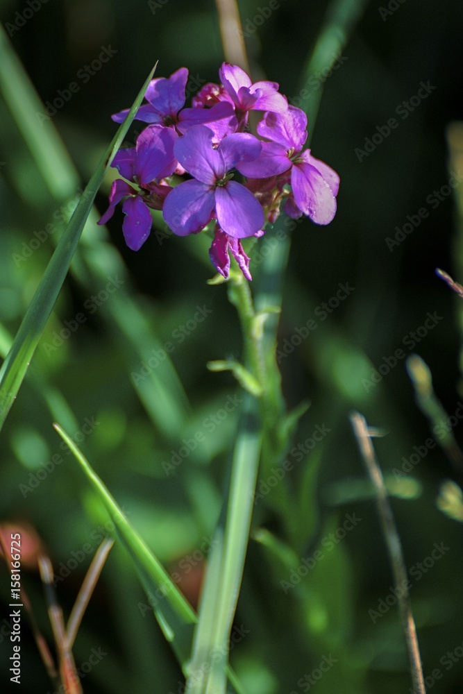 Beautiful colorful flowers in the summer garden Beautiful colorful flowers in the summer garden