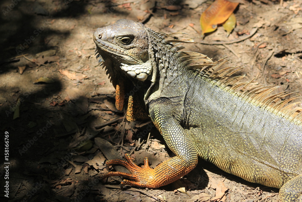 Iguana Iguana
