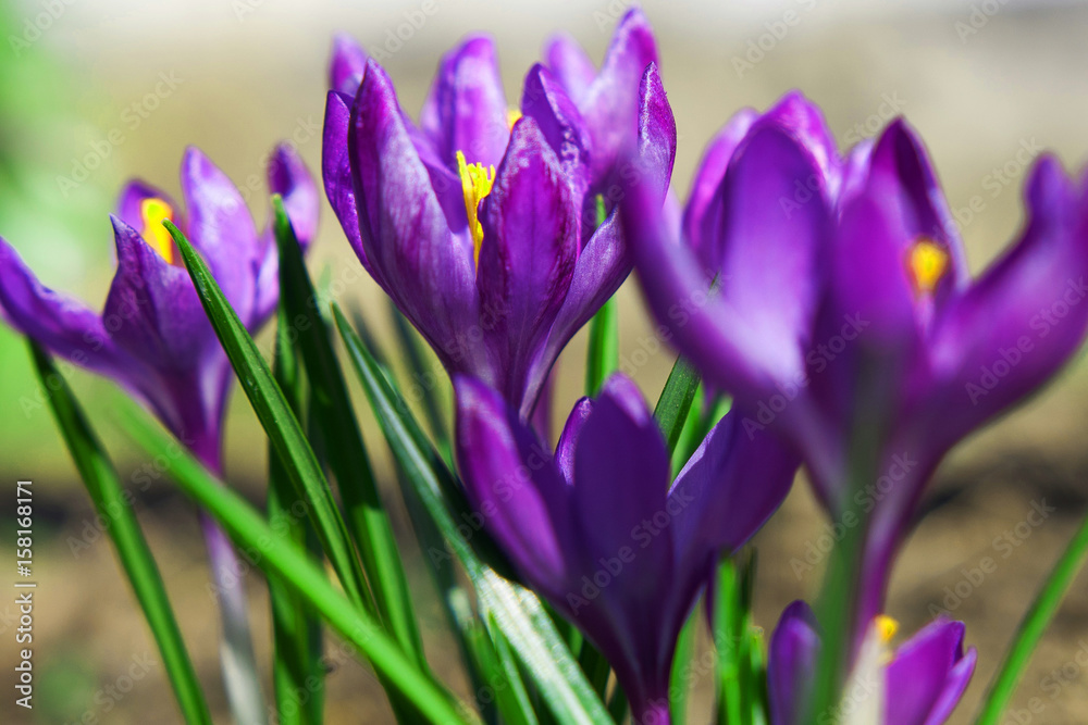 Fototapeta premium flowers