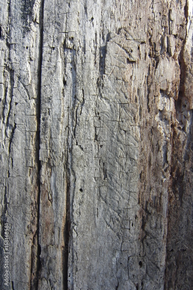 Wood Texture #3 Wood Texture #3