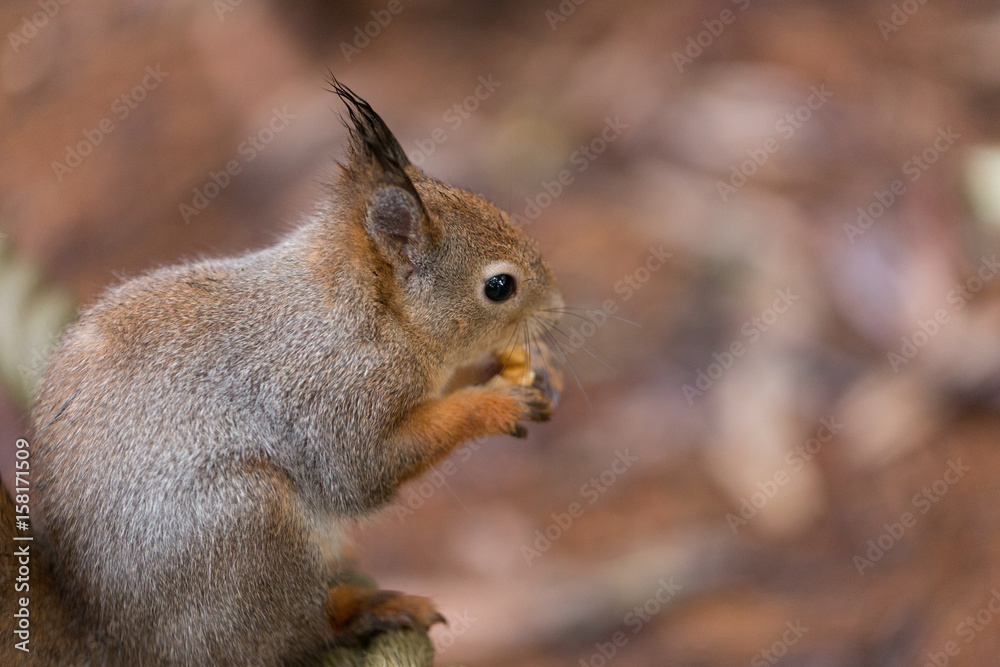 Red squirrel Red squirrel