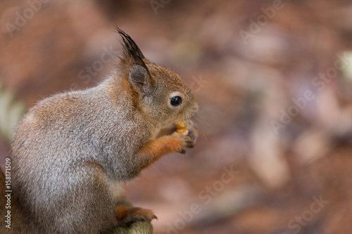 Red squirrel © Peter