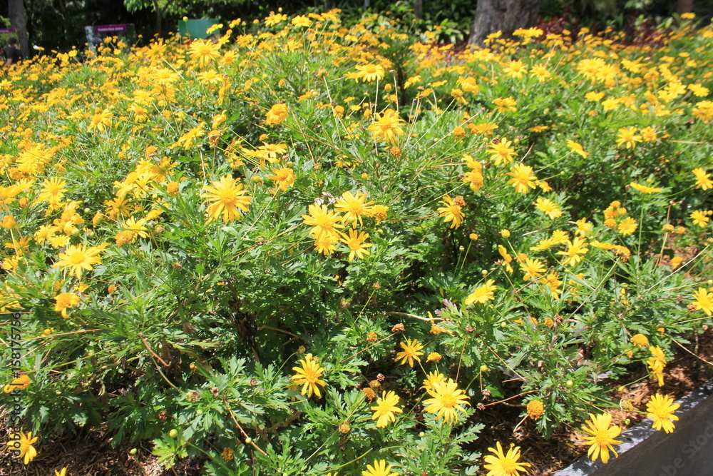 Jardín con flores amarillas 