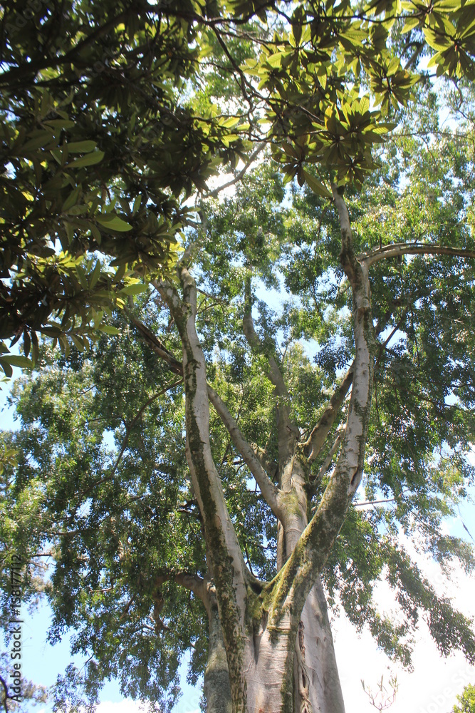 Fototapeta premium Bosque con firmamento azul