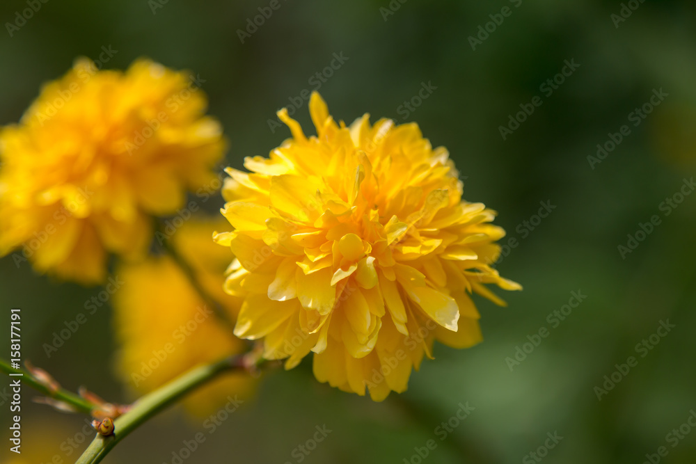 Beaty yellow flower on green blurred background Beaty yellow flower on green blurred background