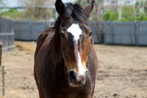 A brown horse in the pen