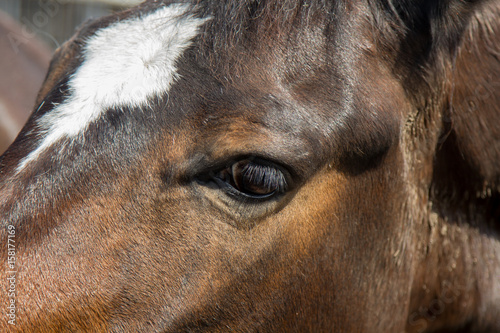 Head of brown horse close up