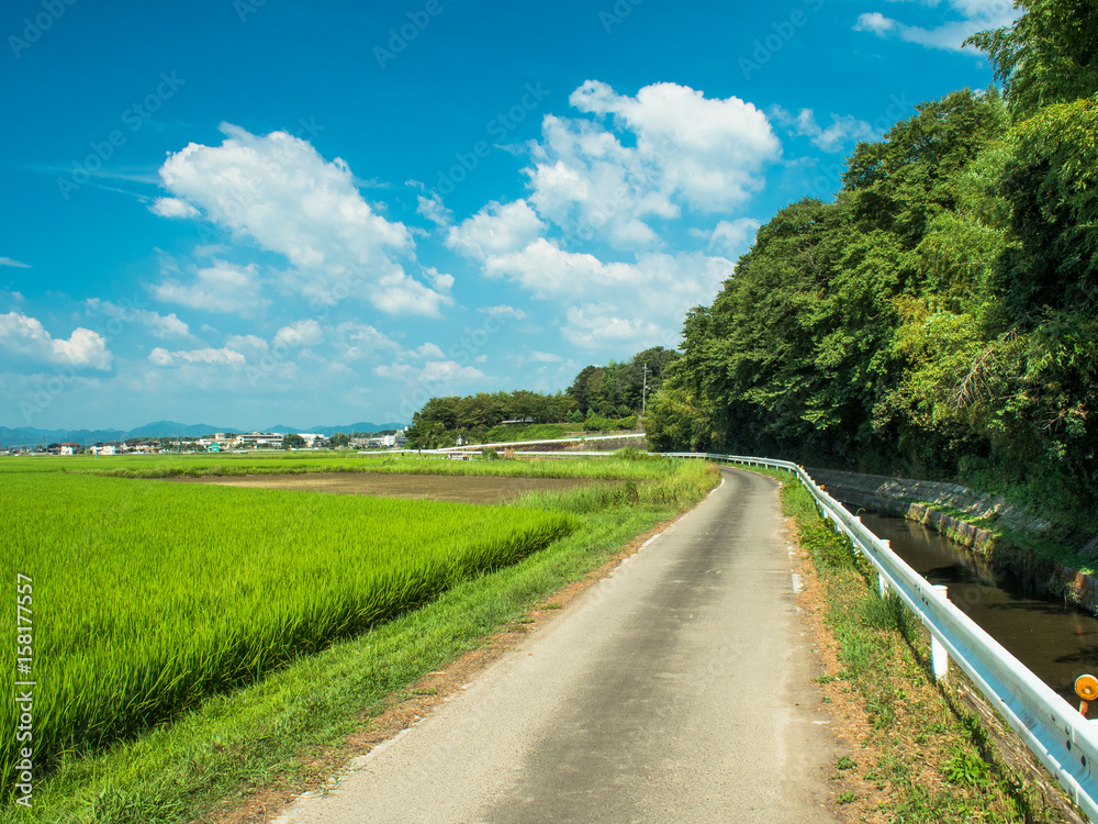 Fototapeta premium 田舎の一本道