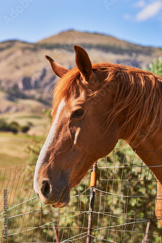 Horse portrait in countryside fence © Giulio Di Gregorio