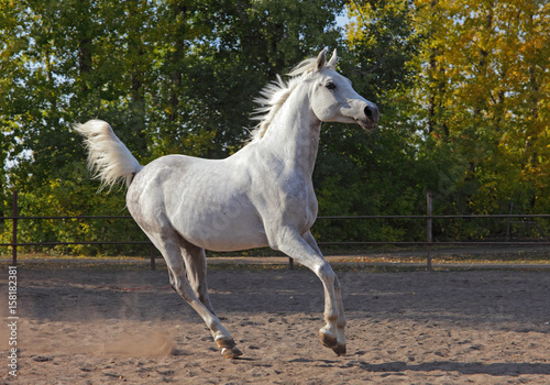 Shagya Arabian horse - running on meadow © horsemen