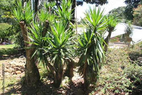 Wallpaper Mural Jardín verde Torontodigital.ca