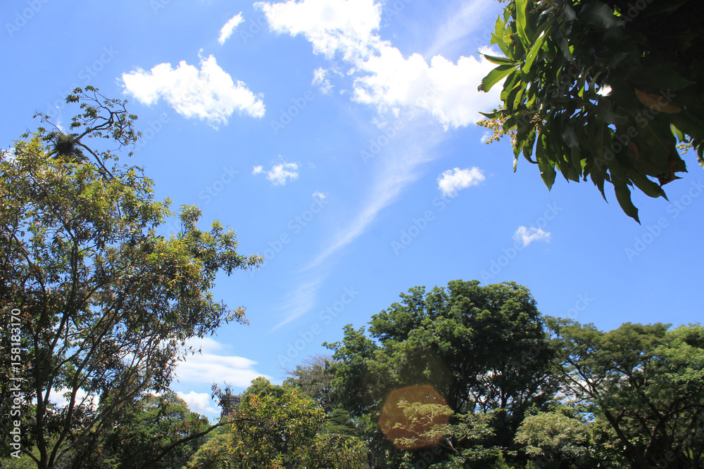 Obraz premium Bosque con firmamento azul