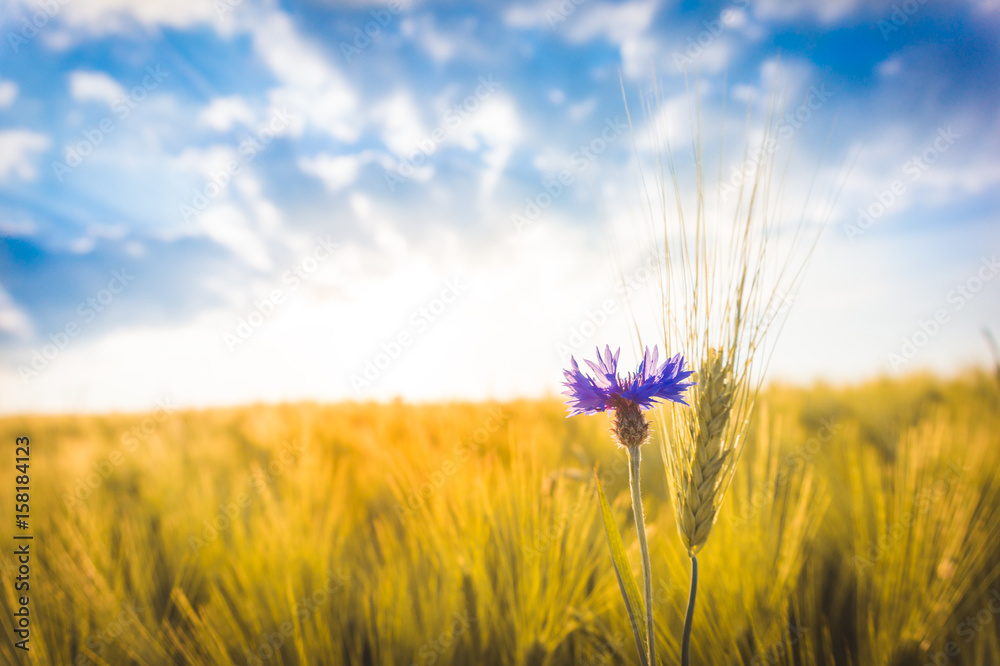 Blue flower against a wheat field background Blue flower against a wheat field background