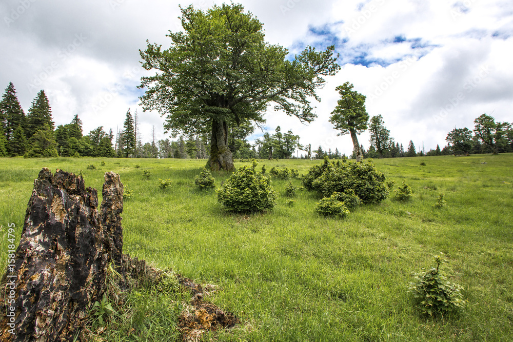 Schachten, alte Bergweiden im Bayerischen Wald