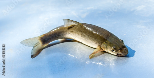 Fish in a mountain river