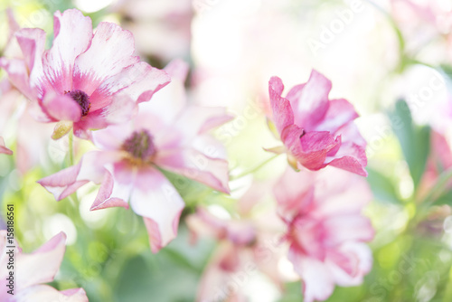 ラナンキュラス　/　暖かな春の木漏れ日と、ガラス細工のように繊細で美しい花がそよ風に揺らめく姿 © Mutsuko