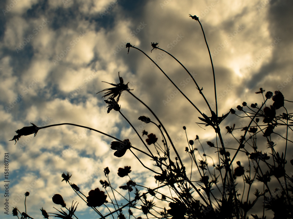 Obraz premium 初秋の季節