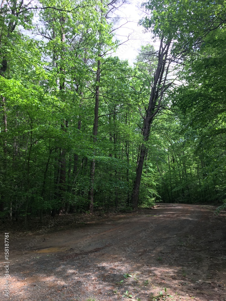 Fototapeta premium Into the Wild