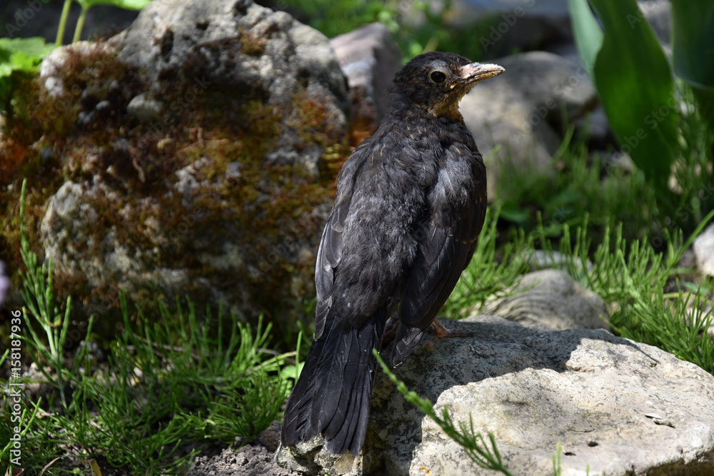 Female Blackbird - Turdus merula, A bird on the stone, the sun rays between the plants. Female Blackbird - Turdus merula, A bird on the stone, the sun rays between the plants.