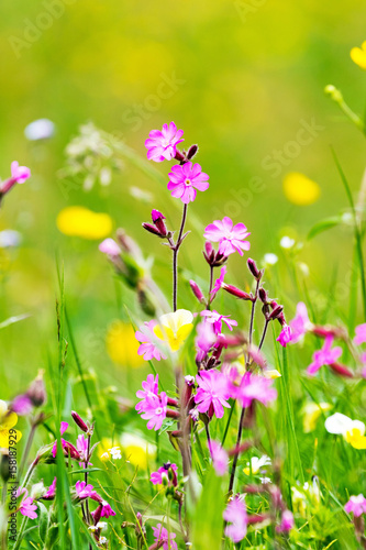 Fiori di prato - Sweet William
