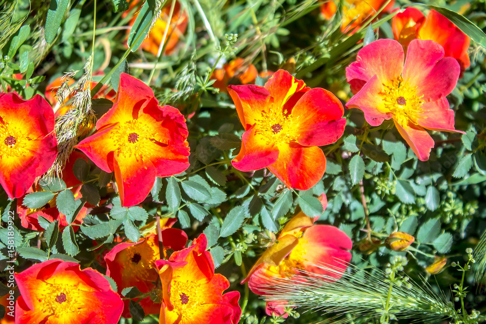 Briar flowers Briar flowers
