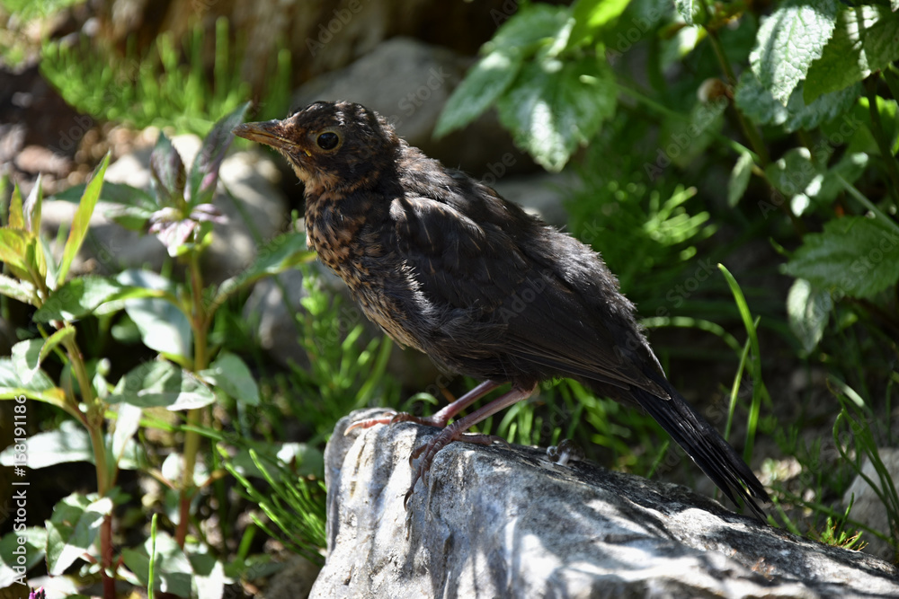 Female Blackbird - Turdus merula, A bird on the stone, the sun rays between the plants. Female Blackbird - Turdus merula, A bird on the stone, the sun rays between the plants.