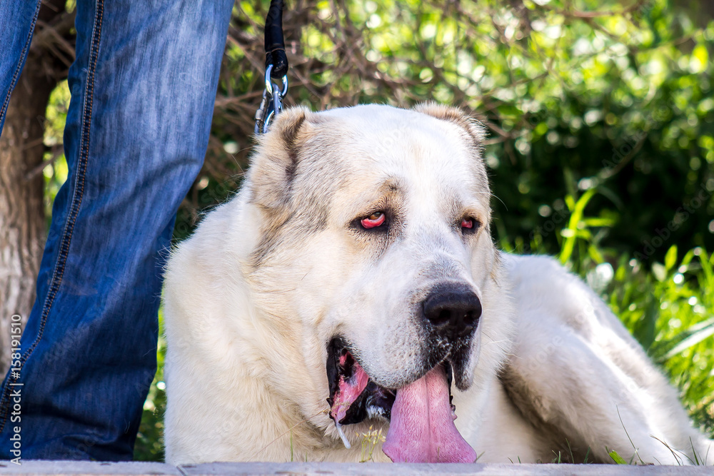 Caucasian Shepherd Alabai Large Caucasian Shepherd Alabai Large