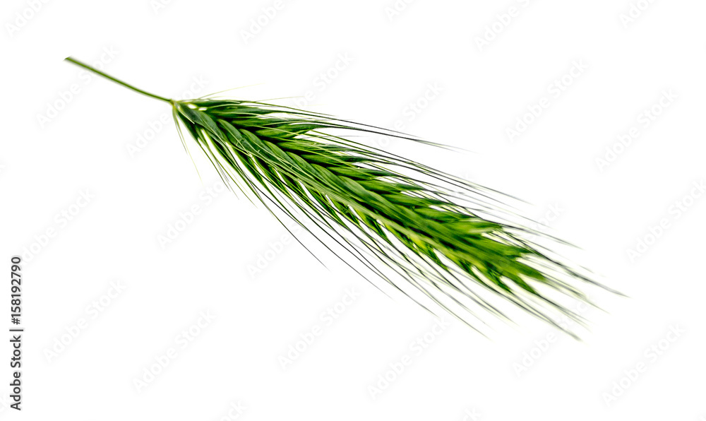 Plant ear of wheat on white background Plant ear of wheat on white background