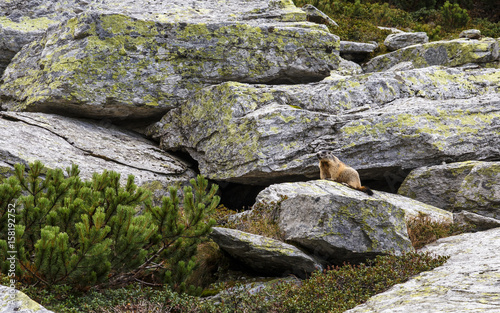 Marmot sitting on rock in mountain photo