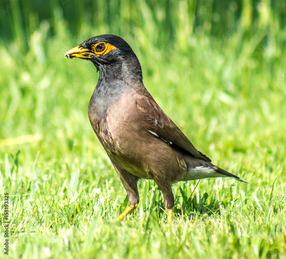 Black starling on the green grass Black starling on the green grass