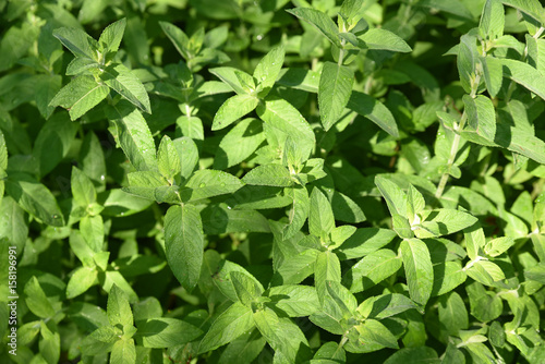 Wallpaper Mural Menthe canadienne au printemps au jardin Torontodigital.ca