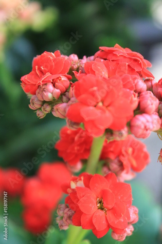 Fototapeta Naklejka Na Ścianę i Meble -  Jardín con flores rojas