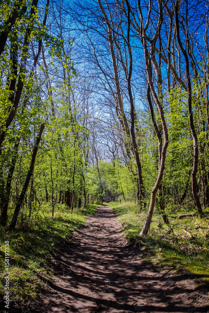 Obraz premium Pathway through the forest