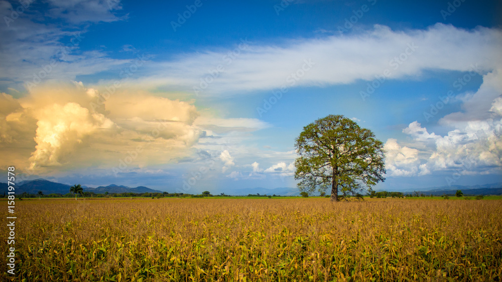 Fototapeta premium big tree